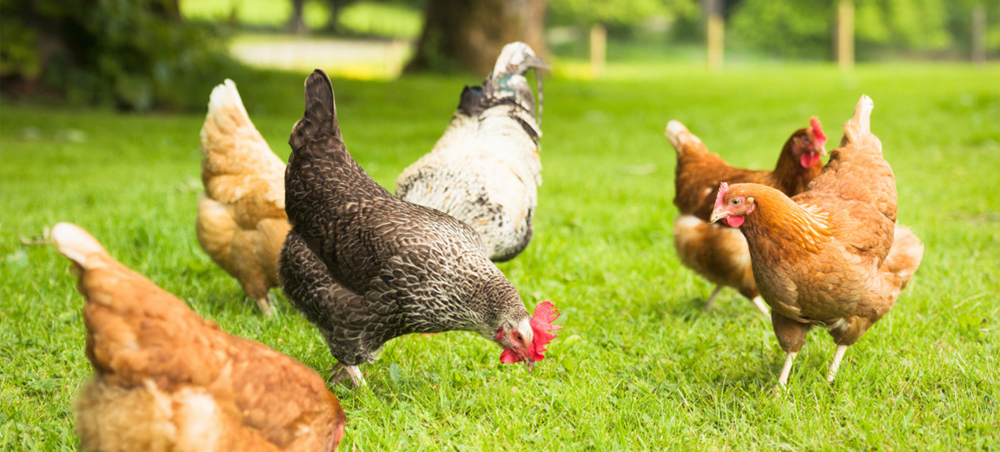 Sağlıklı Tavuklar